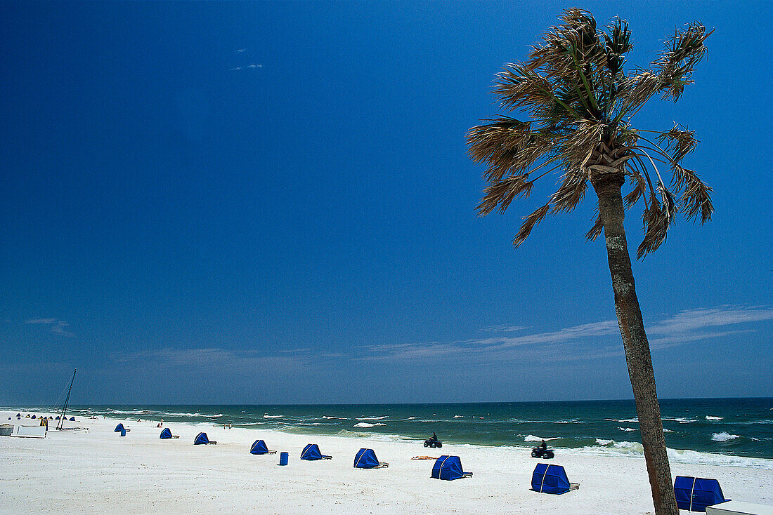 Strand mit Palme im Sonnenlicht, Panama City Beach, Florida, USA, Amerika