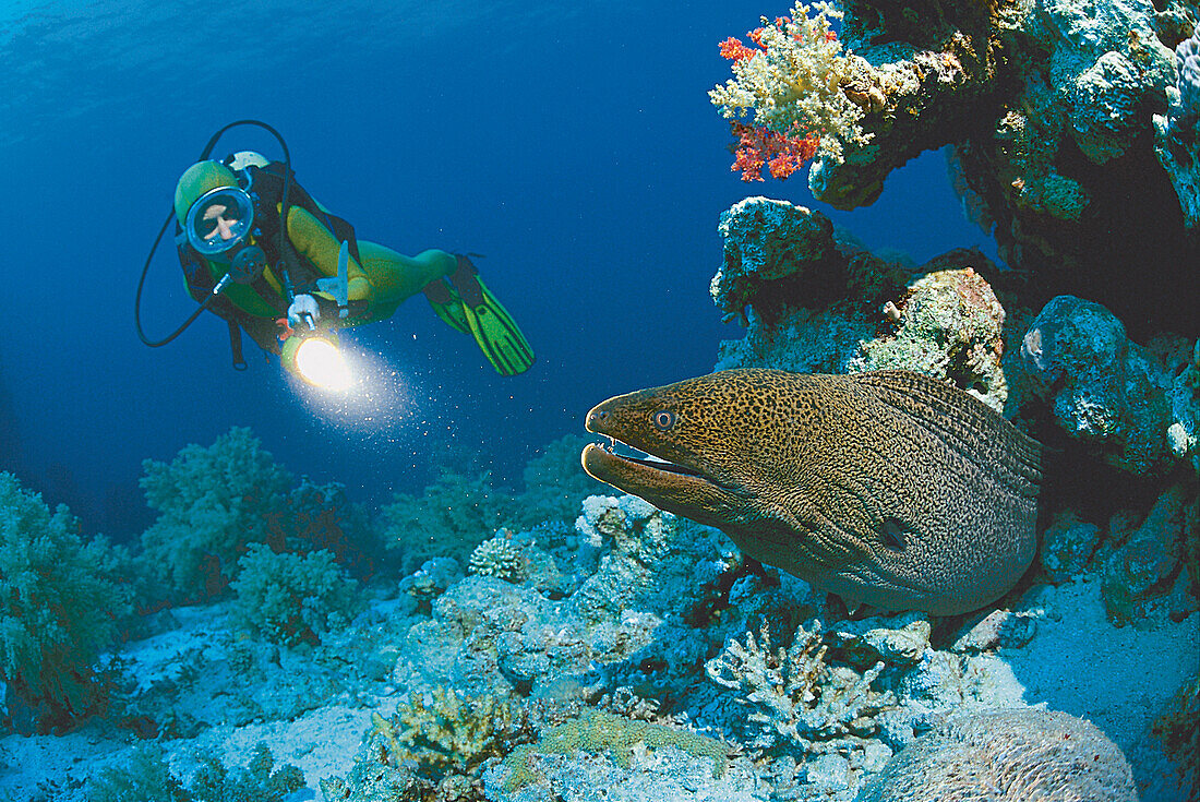 Moray eel and diver, Read See, Egypt