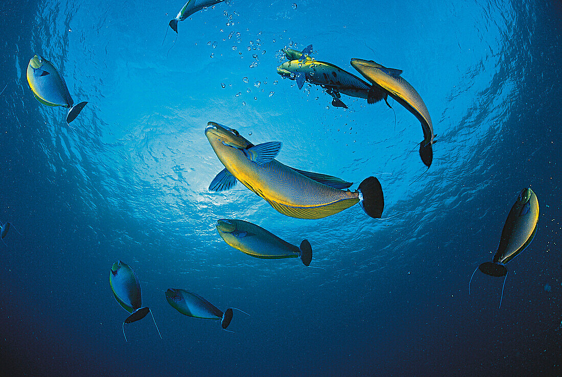 Doktorfische, Indischer Ozean Malediven