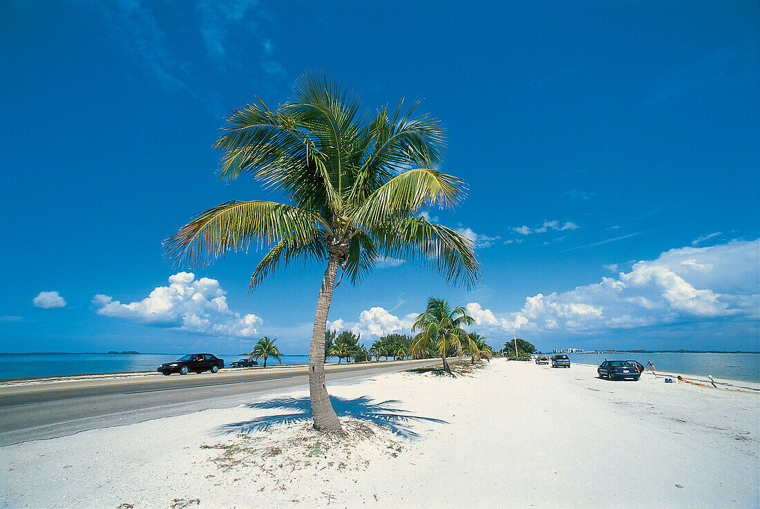 Palme am Strand im Sonnenlicht, Sanibel, Florida, USA, Amerika