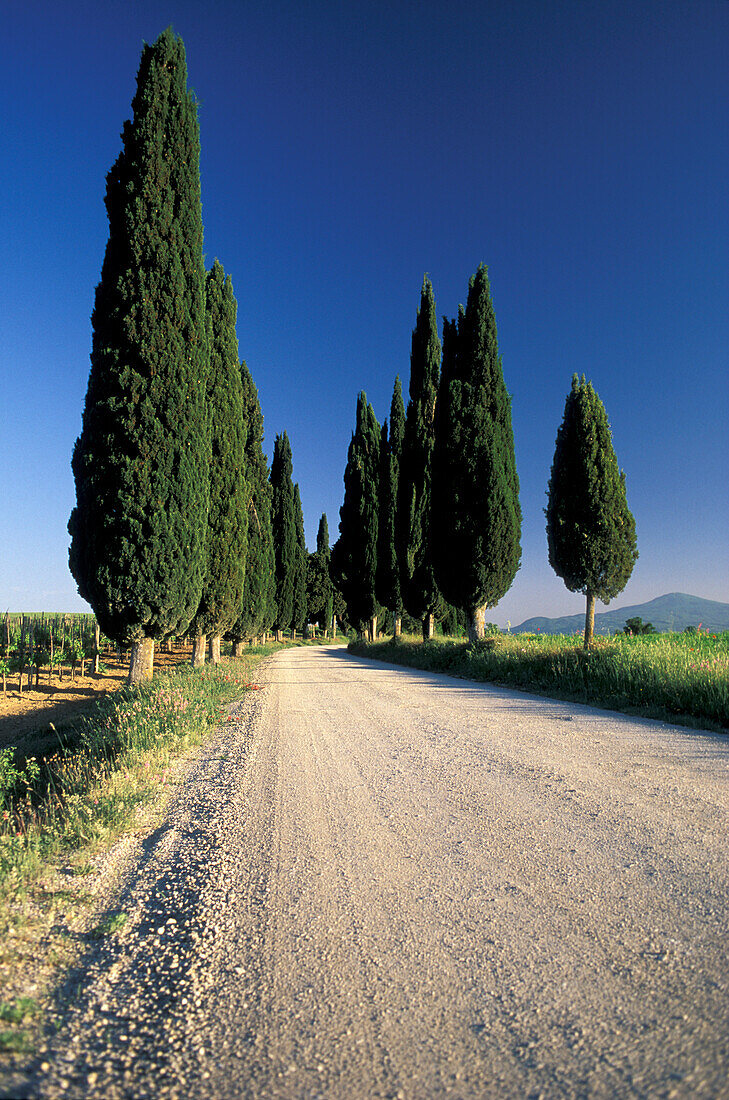 Cypress avenue under a blue sky, Tuscany, Italy