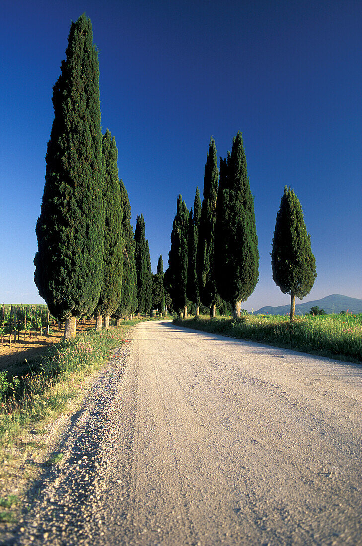 Zypressenallee unter blauem Himmel, Toskana, Italien