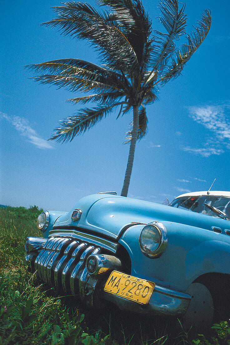 Oldtimer vor Palme, Havanna, Kuba