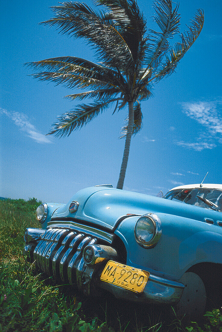 Vintage car with palm tree, Havana, Cuba