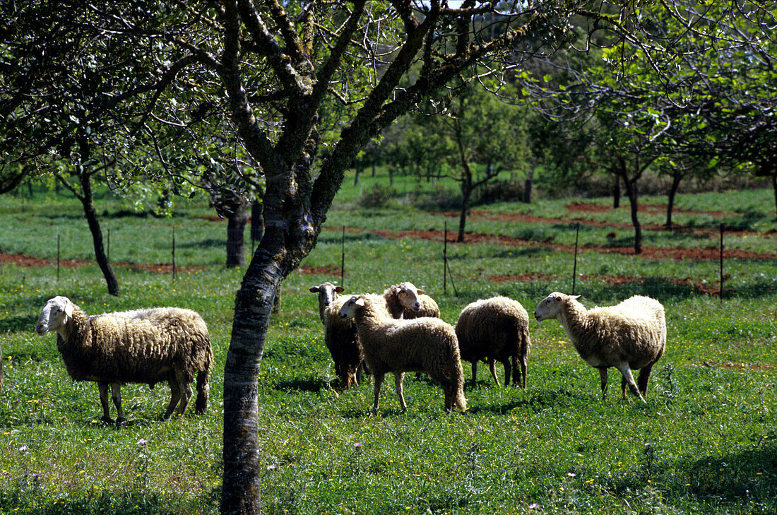 Schafe, San Juan, Ibiza, Balearen, Spanien