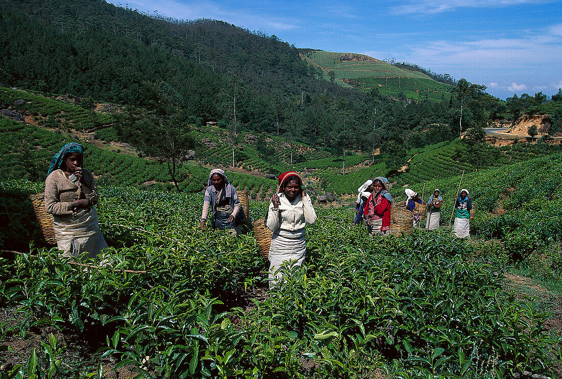 Tamilische Teepflückerinnen, Nuwara Eliya Sri Lanka