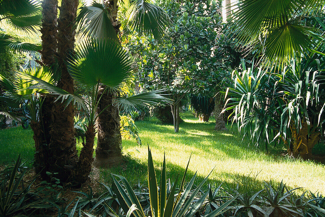 Der menschenleere botanische Garten Jardin Majorelle, Marrakesch, Marokko, Afrika