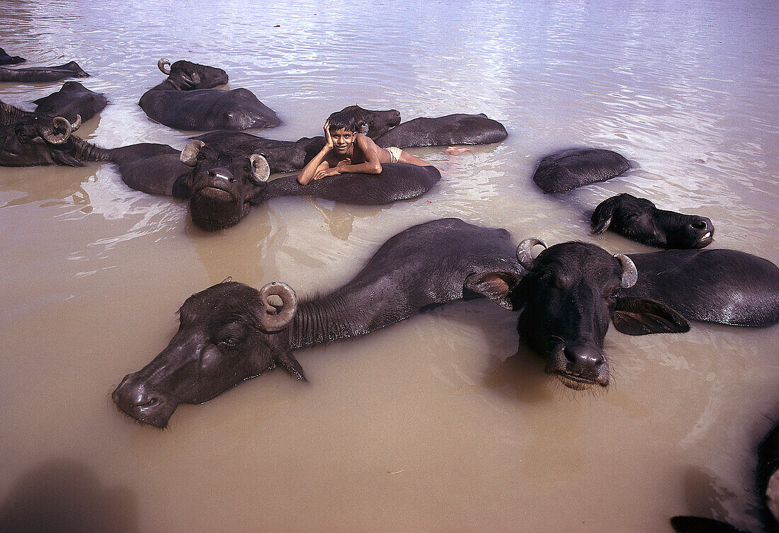 Junge schwimmt mit Wasserbüffel, Ma Oya River, Pinnawela, Sri Lanka