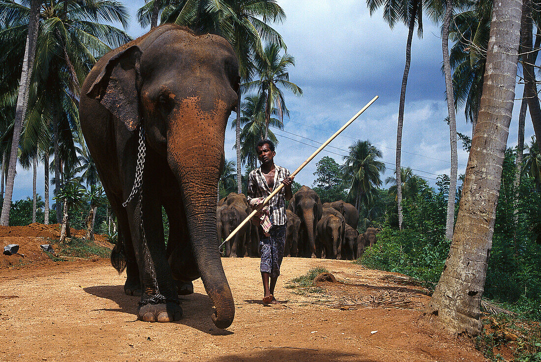 Herde Elefanten, Pinnawela, Sri Lanka
