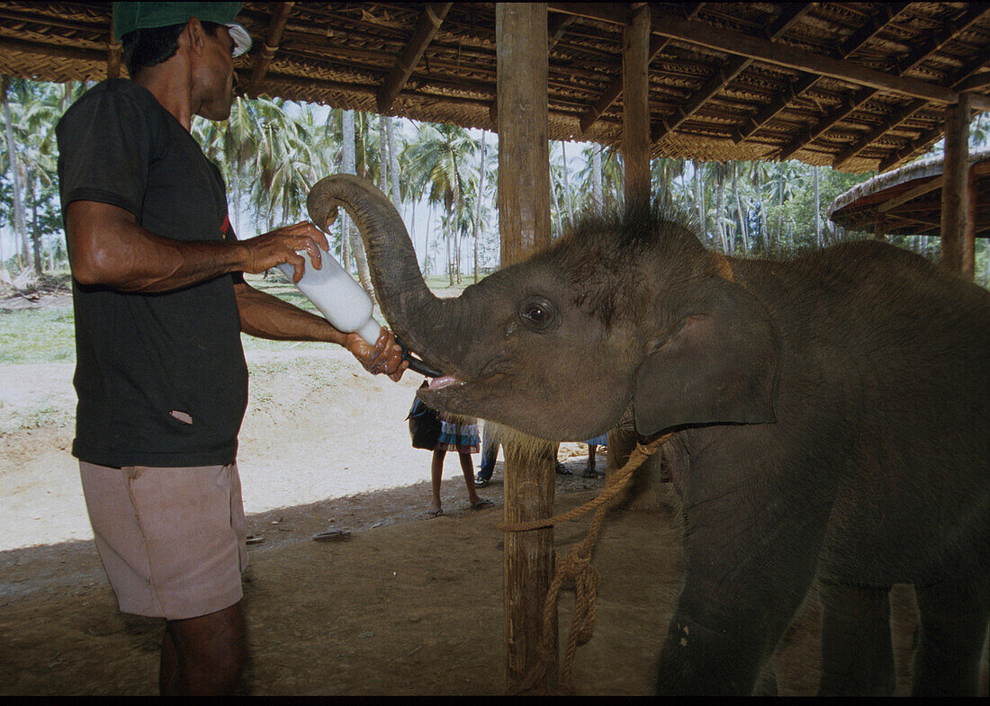 Mann füttert ein Elefantenbaby im Elefanten Waisenhaus, Pinnawela, Sri Lanka, Asien