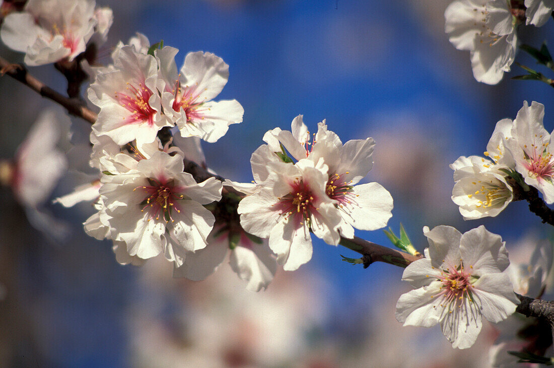 Almond blossom in the sunlight, Valle dei Templi, Agrigento, Sicily, Italy, Europe