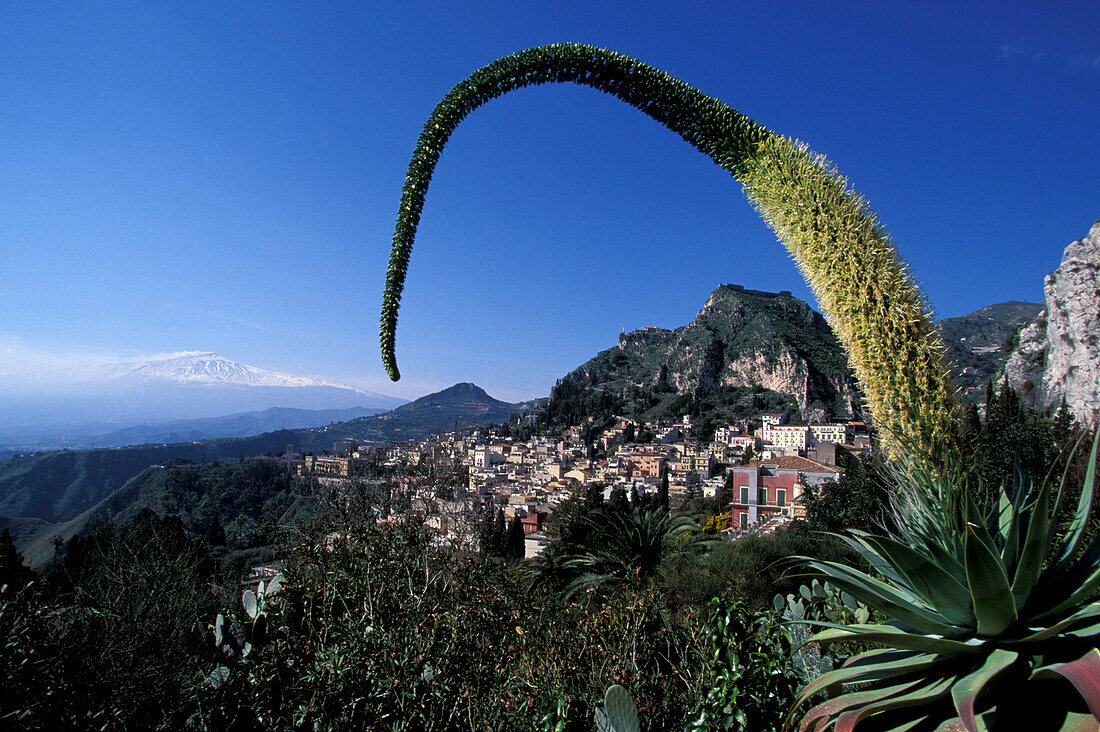 Blume und Blick auf die Stadt Taormina, Sizilien, Italien, Europa