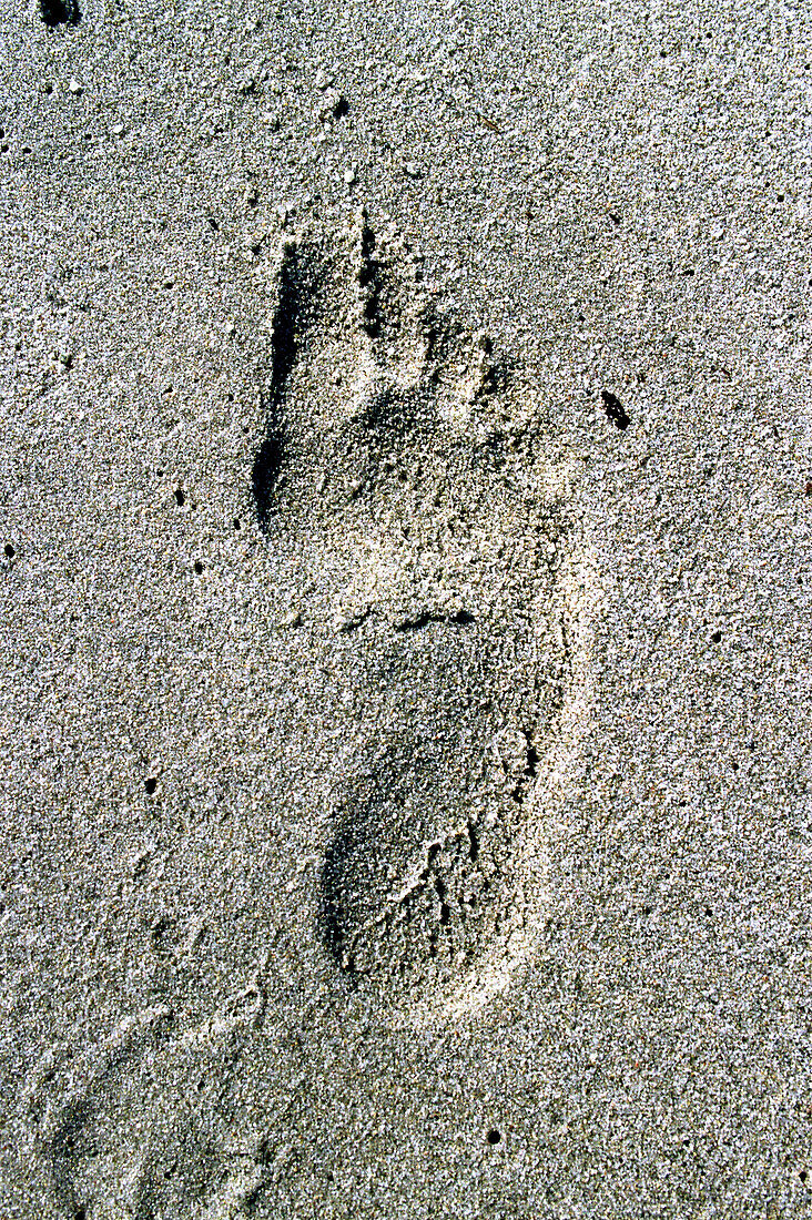 Footprint, Sardinia Italy