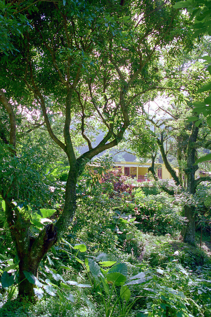 House, Rainforest, Hostel, Le Relais de la Maison Rousse, Martinique, Caribbean