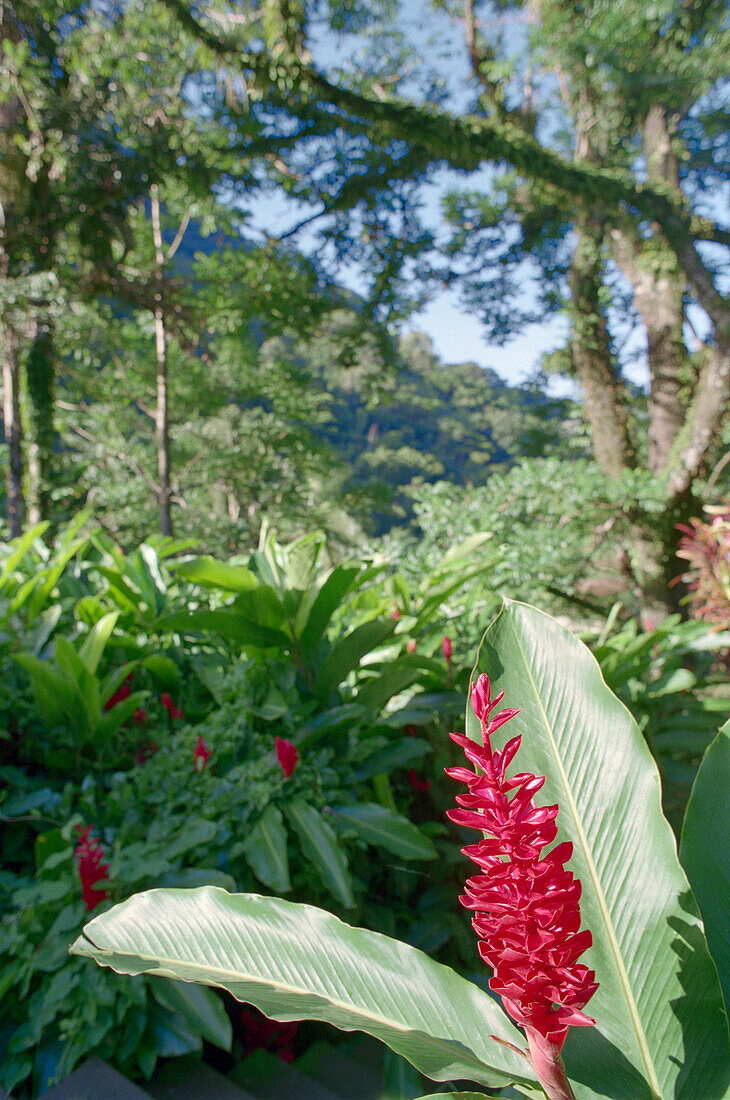 Flower, Red Flower, Rainforest, Martinique, Caribbean