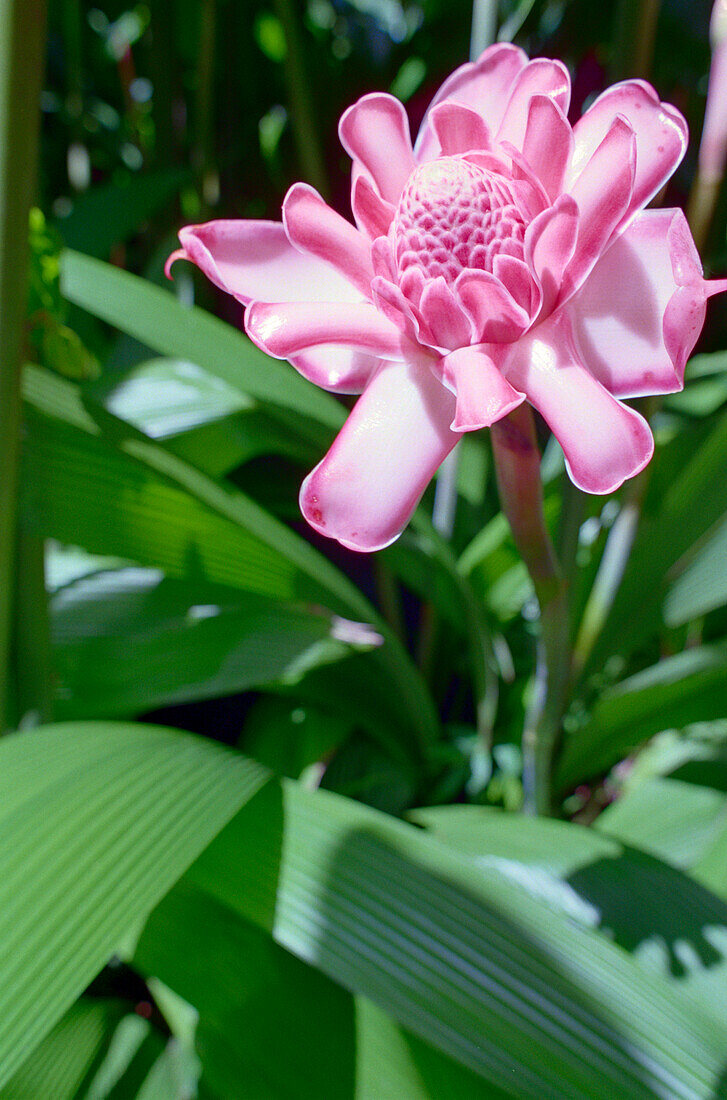 Rosa Blüte im Regenwald im Sonnenlicht, Martinique, Karibik, Amerika