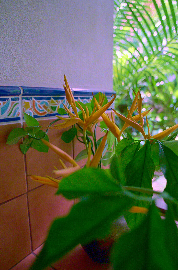 Flowers in bathroom, Balembouche, St. Lucia, Caribbean