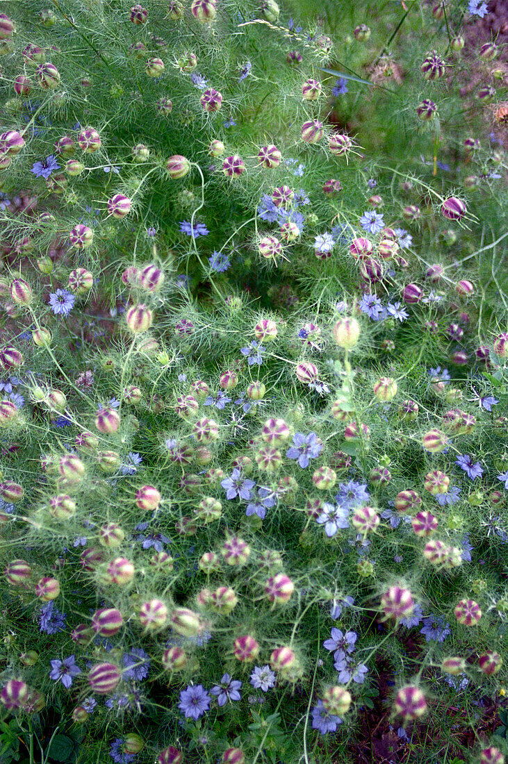 Blue Flowers