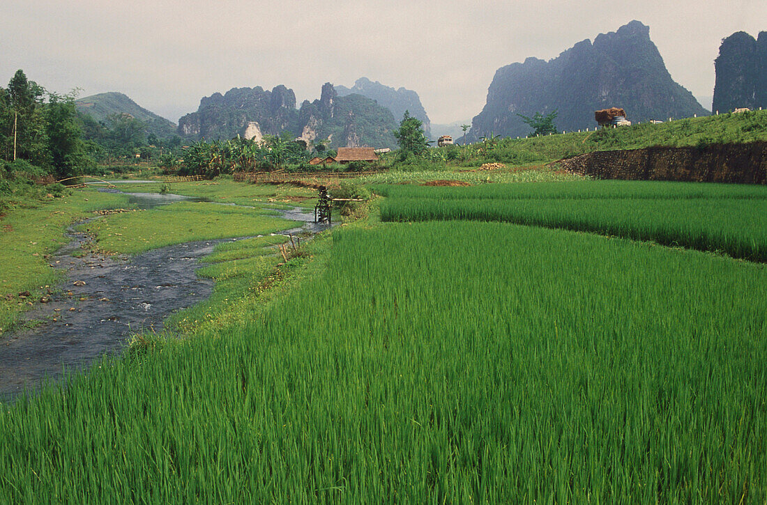 Reisfelder bei Hanoi, Vietnam Stuertz S.119oben-D