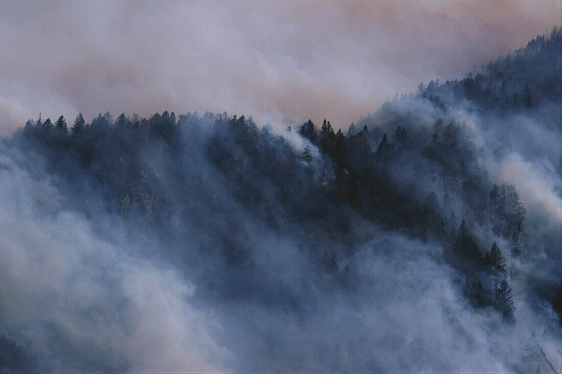 Waldbrand, Umwelt
