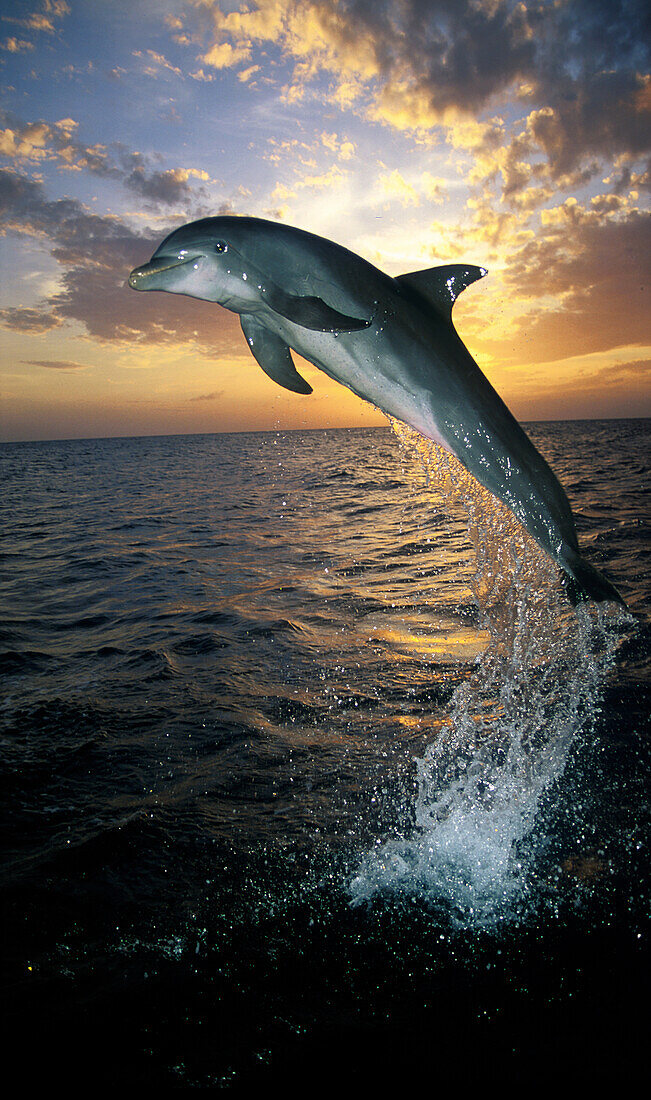 Springender Delphin, Delfin, Islas de la Bahia, Hunduras, Karibik