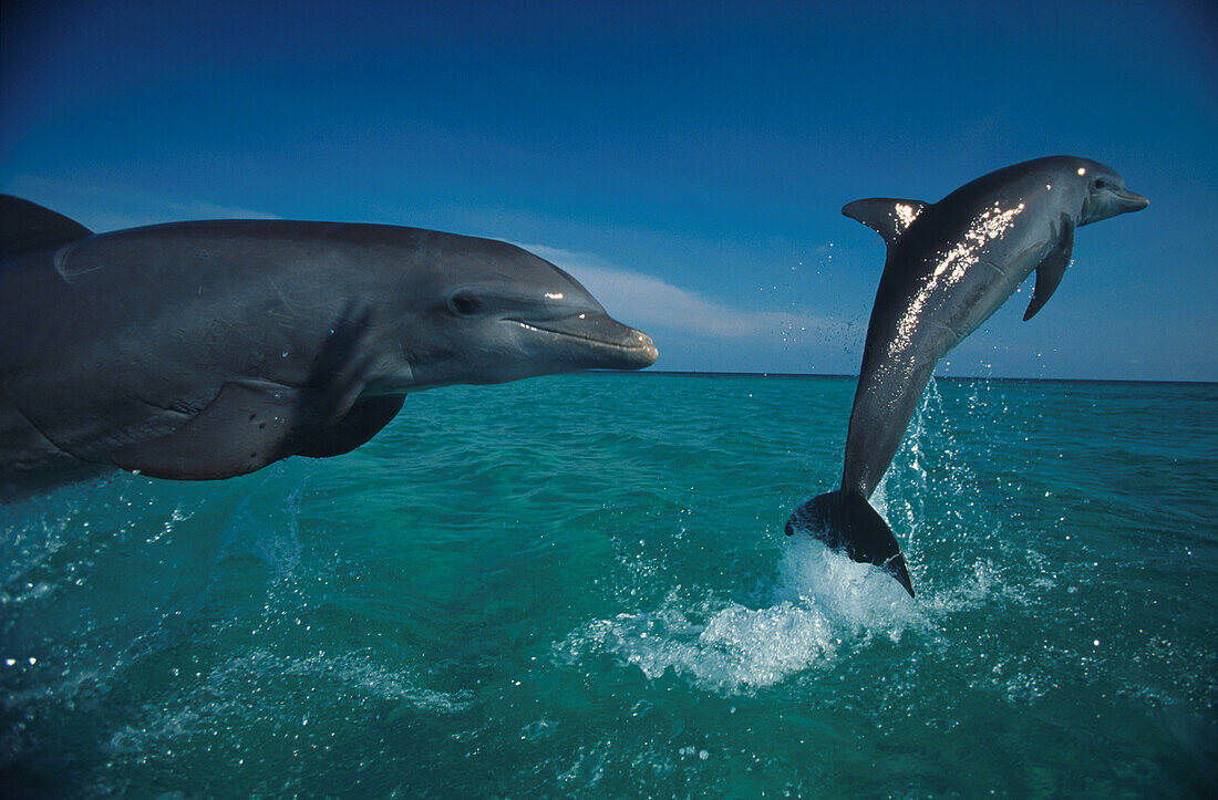 Delphine, Islas de la Bahia, Hunduras, Caribbean