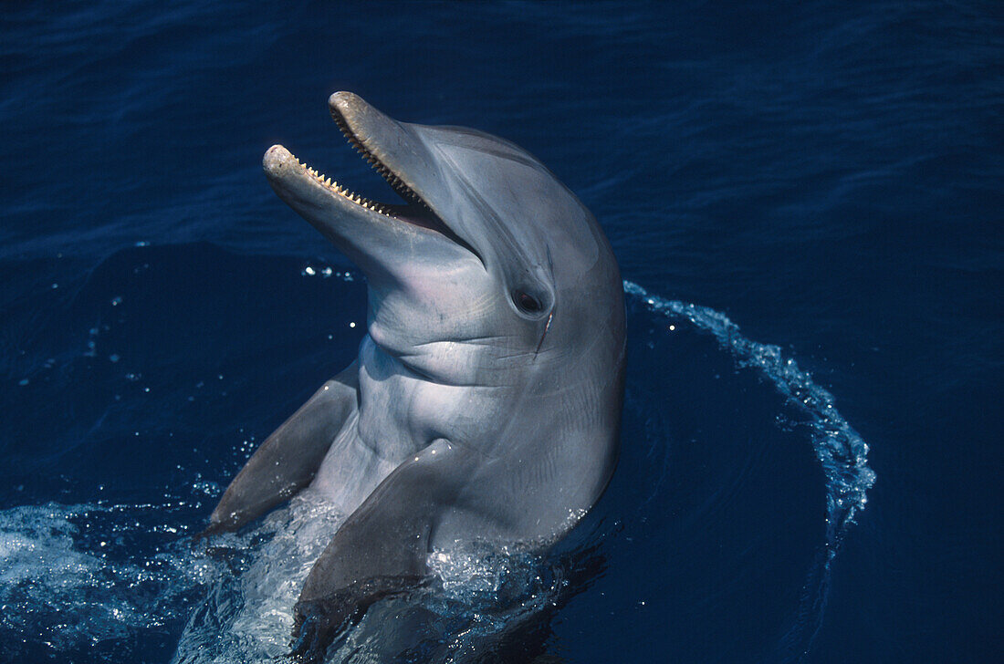 Delphin, Islas de la Bahia, Hunduras, Caribbean