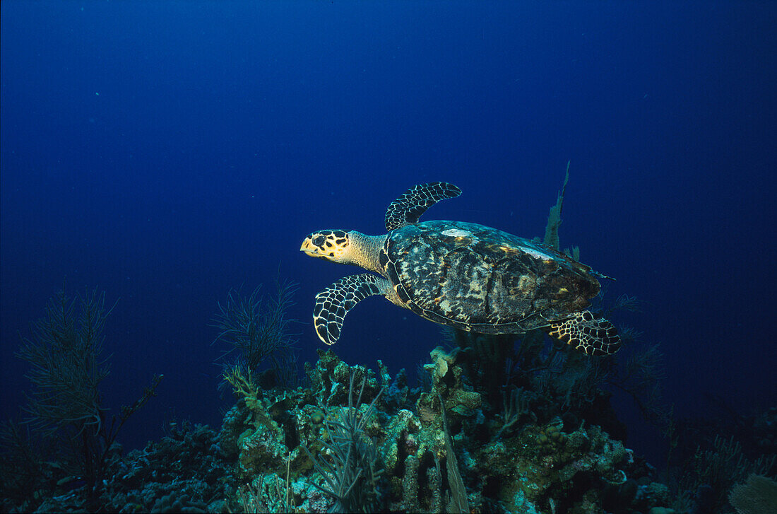 Meeresschildkröte über Korallenriff
