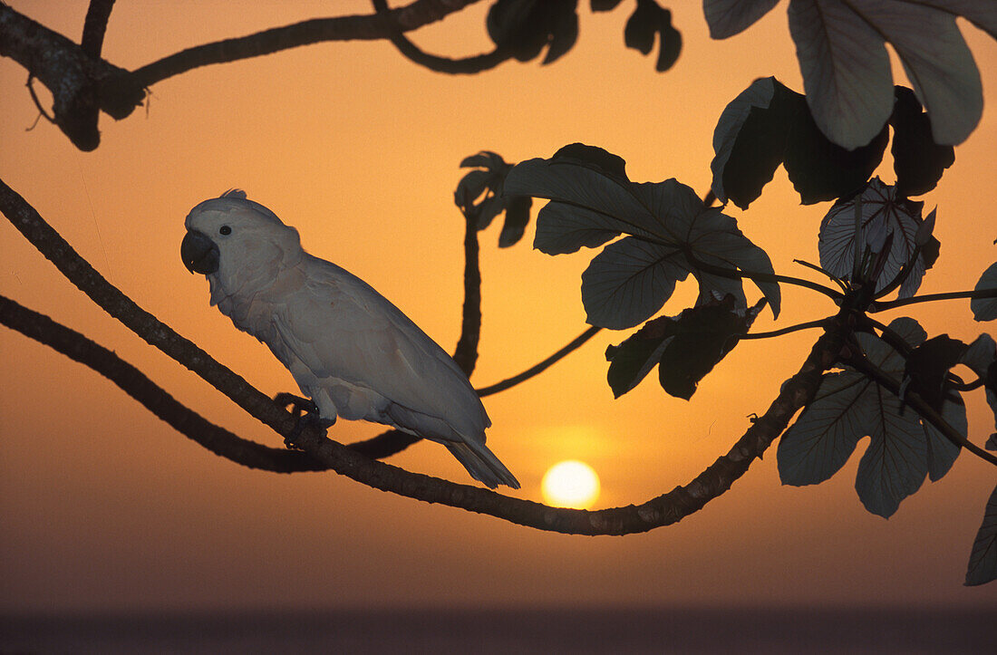 Pink Cockatoo Molukken, Asien