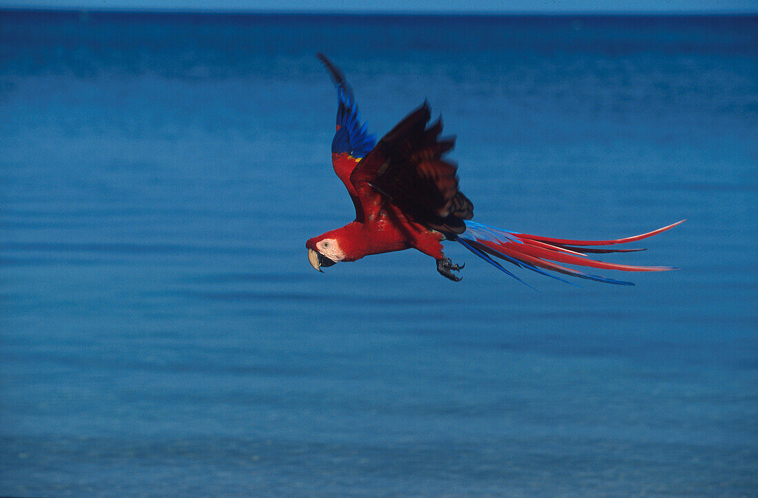 Scharlachroter Ara, Papagei in Flug, fligt über Wasser, Zentralamerika, Ameica
