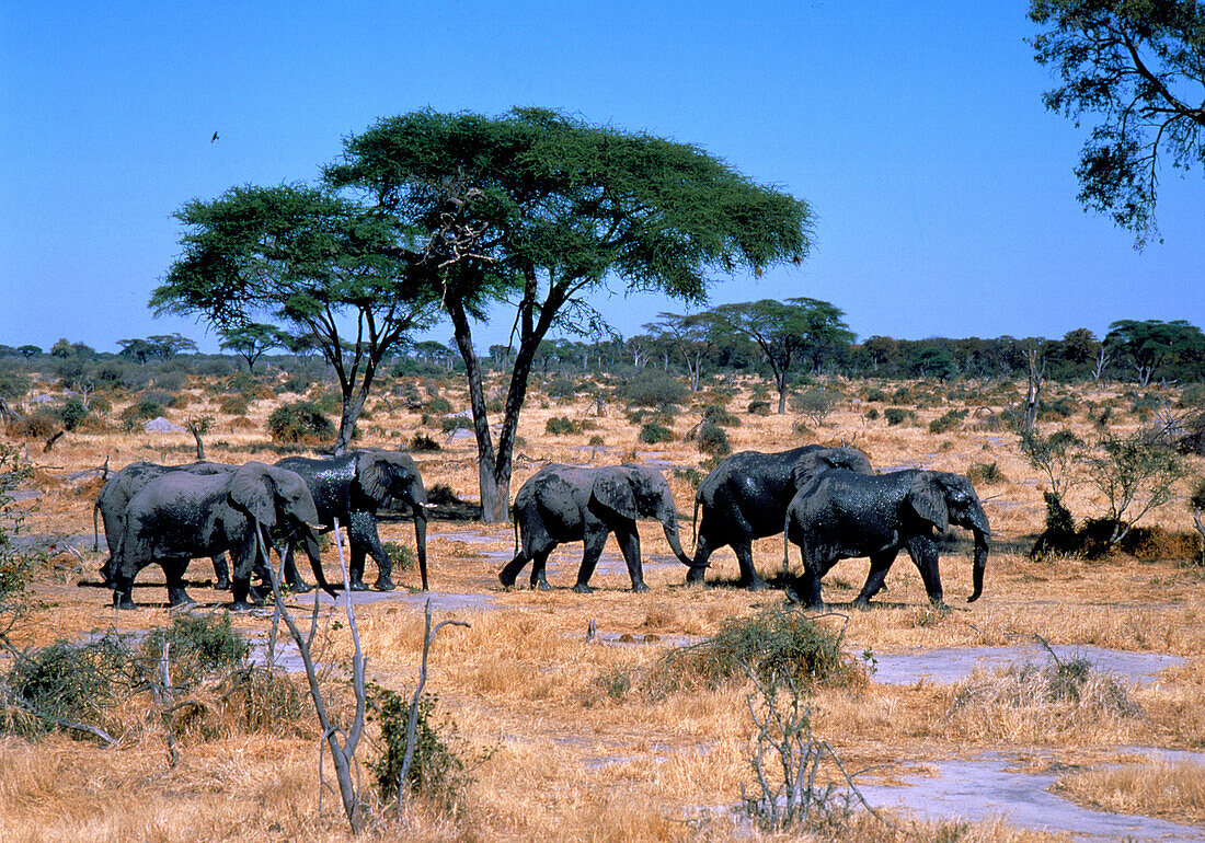 Afrikanische Elefanten Botswana, Afrika