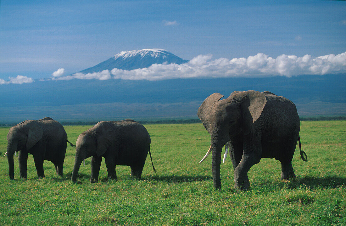 Afrikansiche Elefanten in der Savanne, Kilimanjaro im Hintergrund, Tansania, Afrika