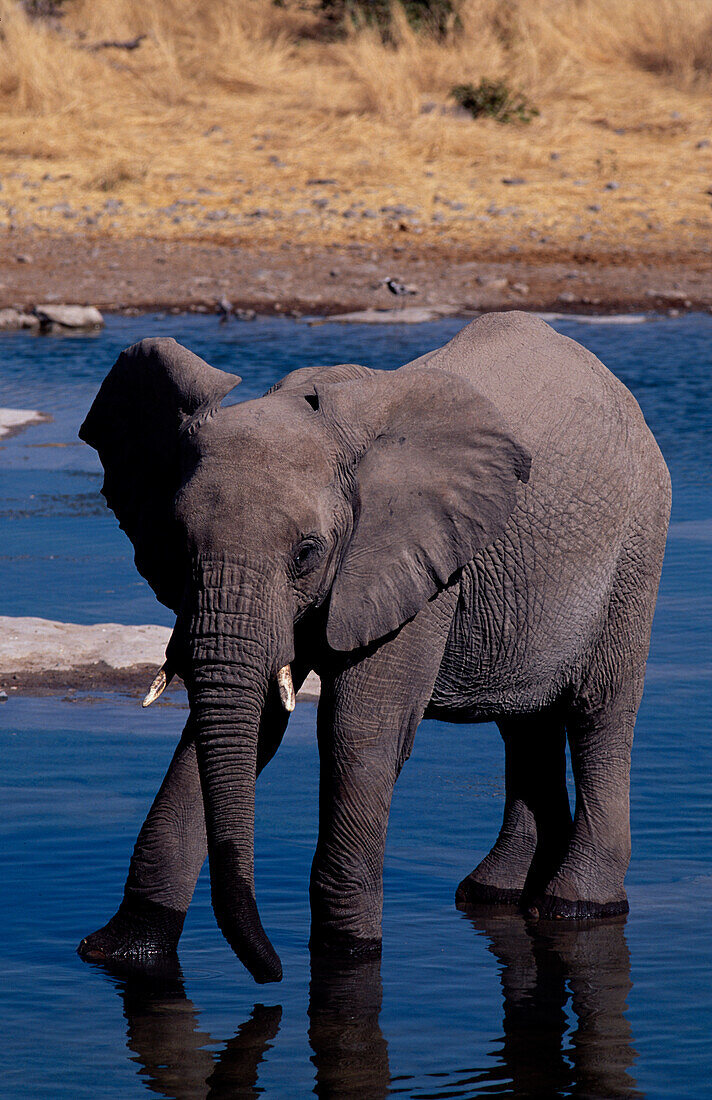 Afrikanischer Elefant