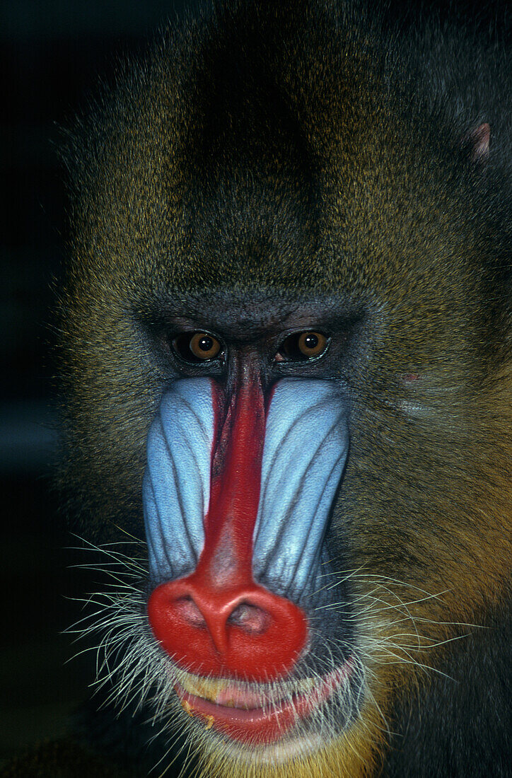 Mandrill