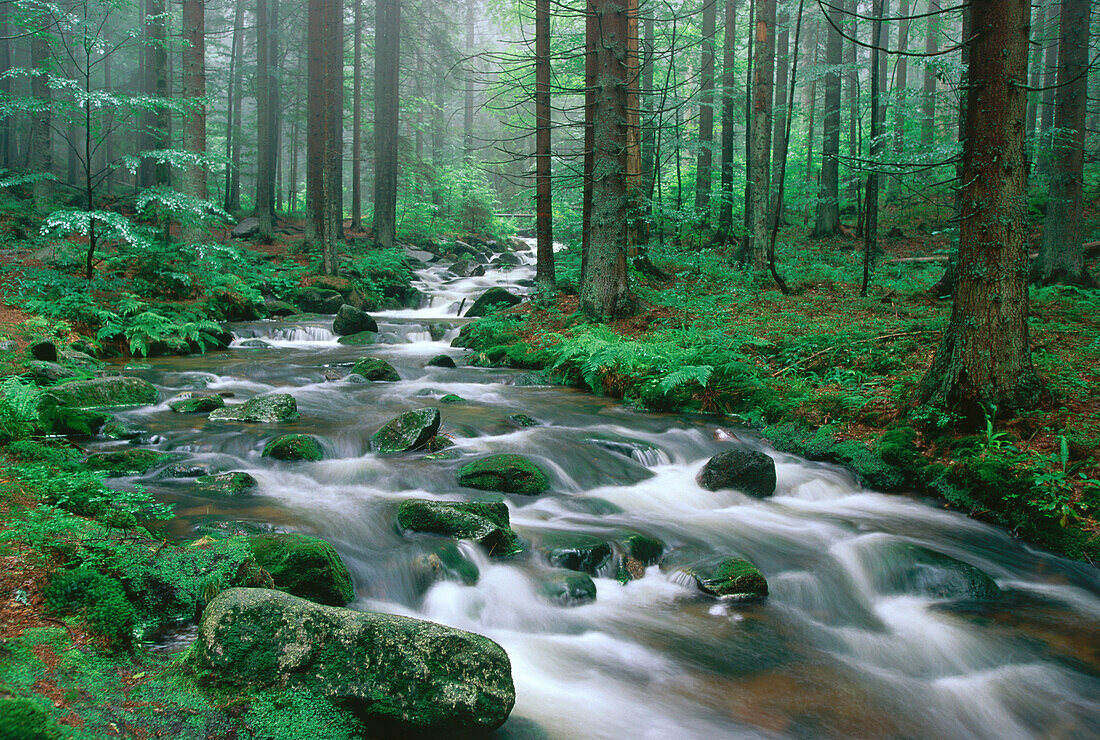 Creek running through wood, Bavaria, Germany