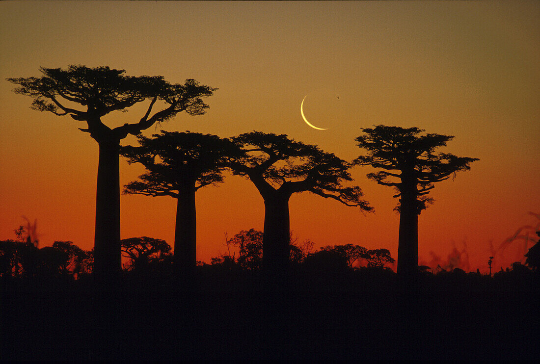 Silhouette of baobabs in the evening light at sunset, Cresent Moon in the background, Madagaskar, Africa