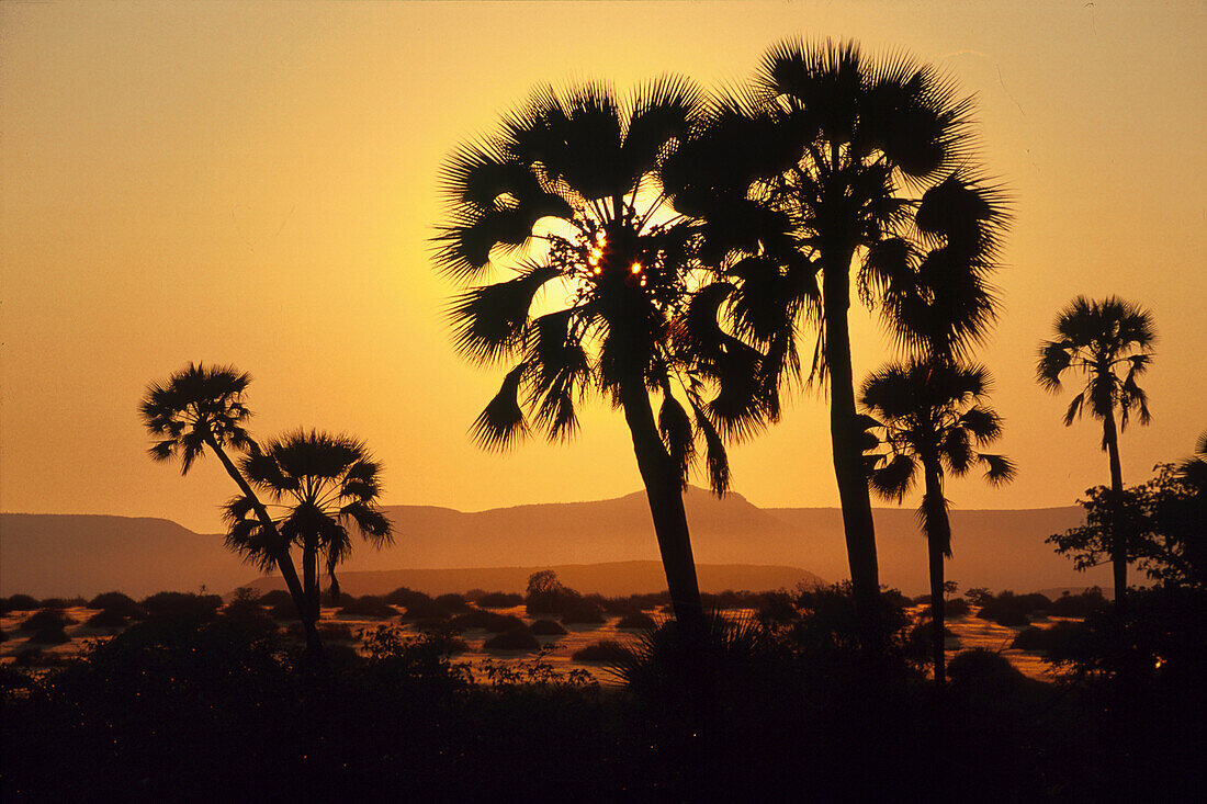 Silhouette von Palmen bei Sonnenuntergang im Damaraland, Namibia, Afrika