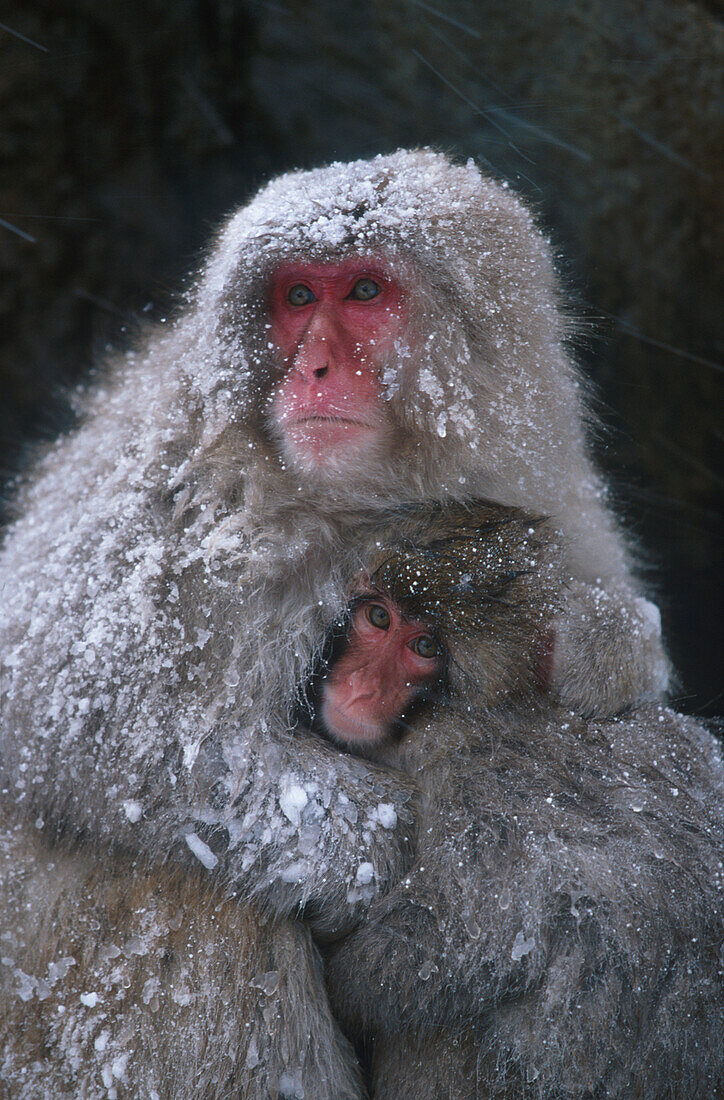 Schneeaffen-Mutter mit Jungem, Japan