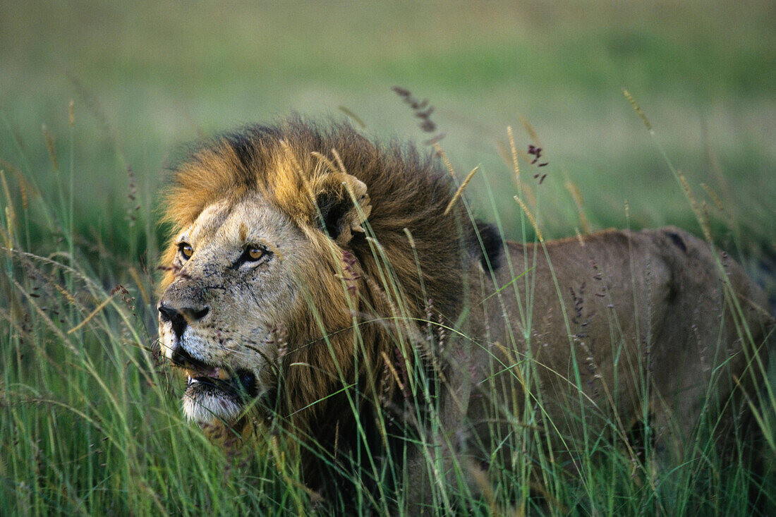 African Lion, Serengeti National Park, Tanzania, East Africa