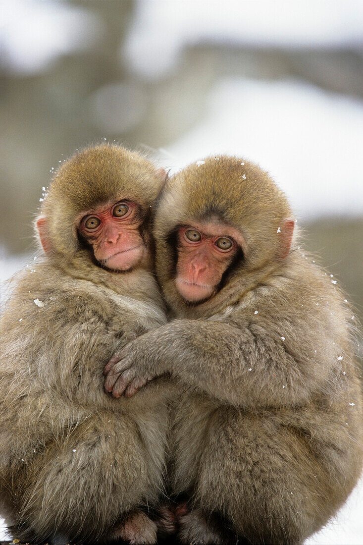 Japanese Macaques hugging, Japanese Alps, Japan