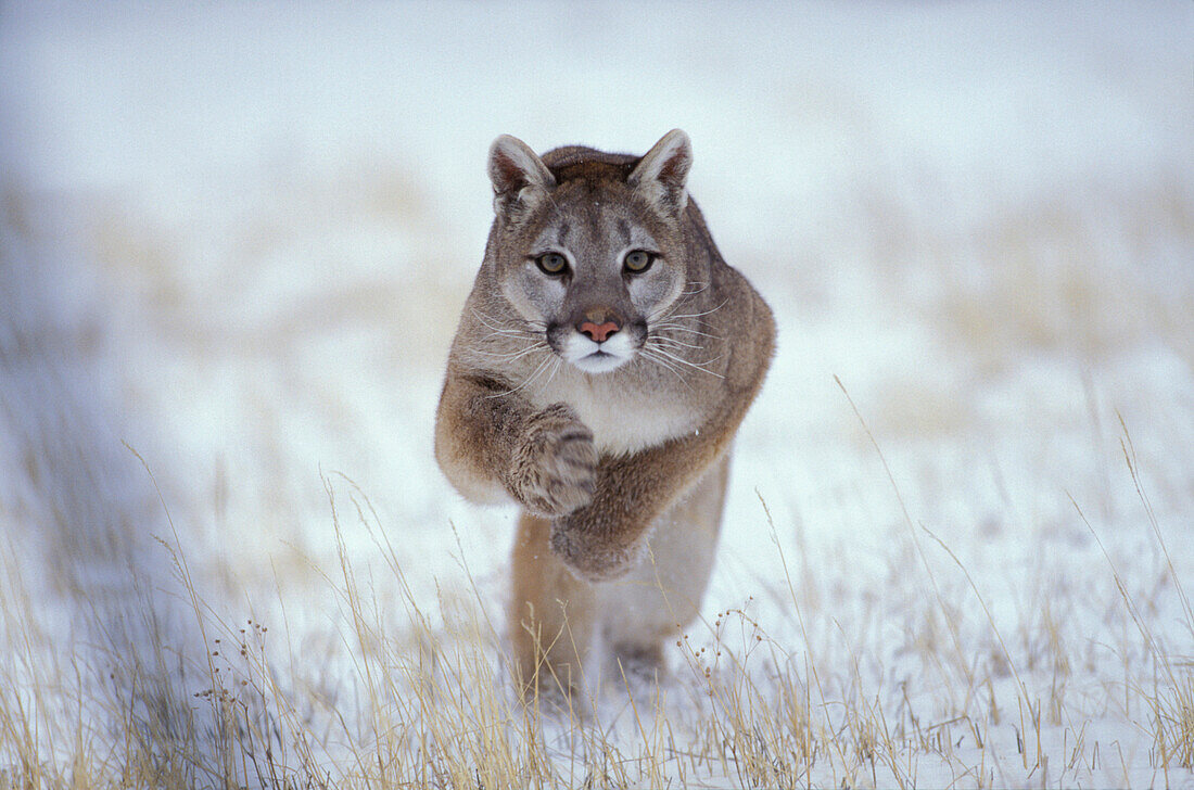Puma im Sprung, Winterlandschaft, Rocky Mountains, Colorado, USA