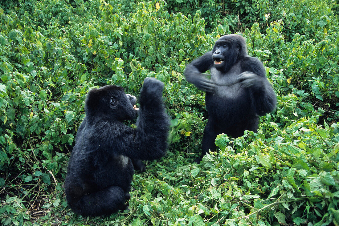 Berggorillas trommeln, Virunga-Berge, Zaire, Zentralafrika