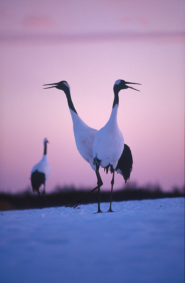 Japanese cranes, Japan