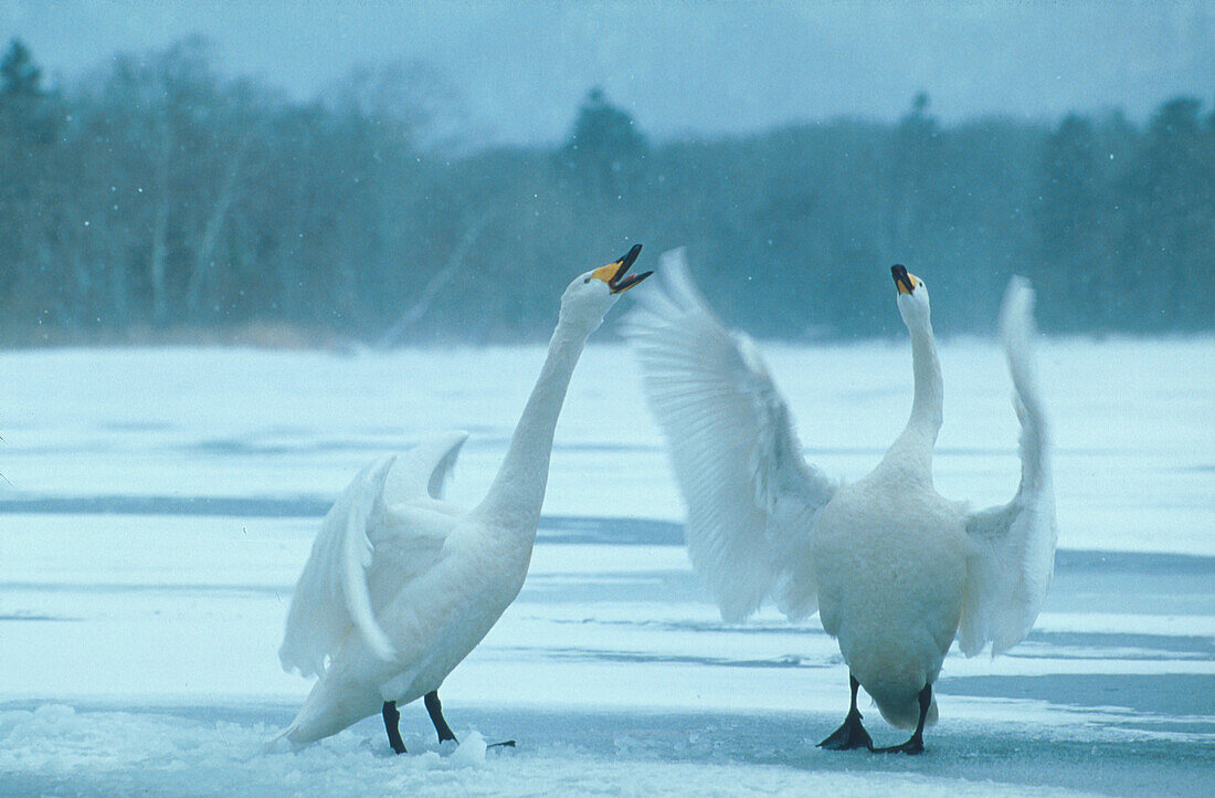 Whooper Swans, Hokkaido, Japan