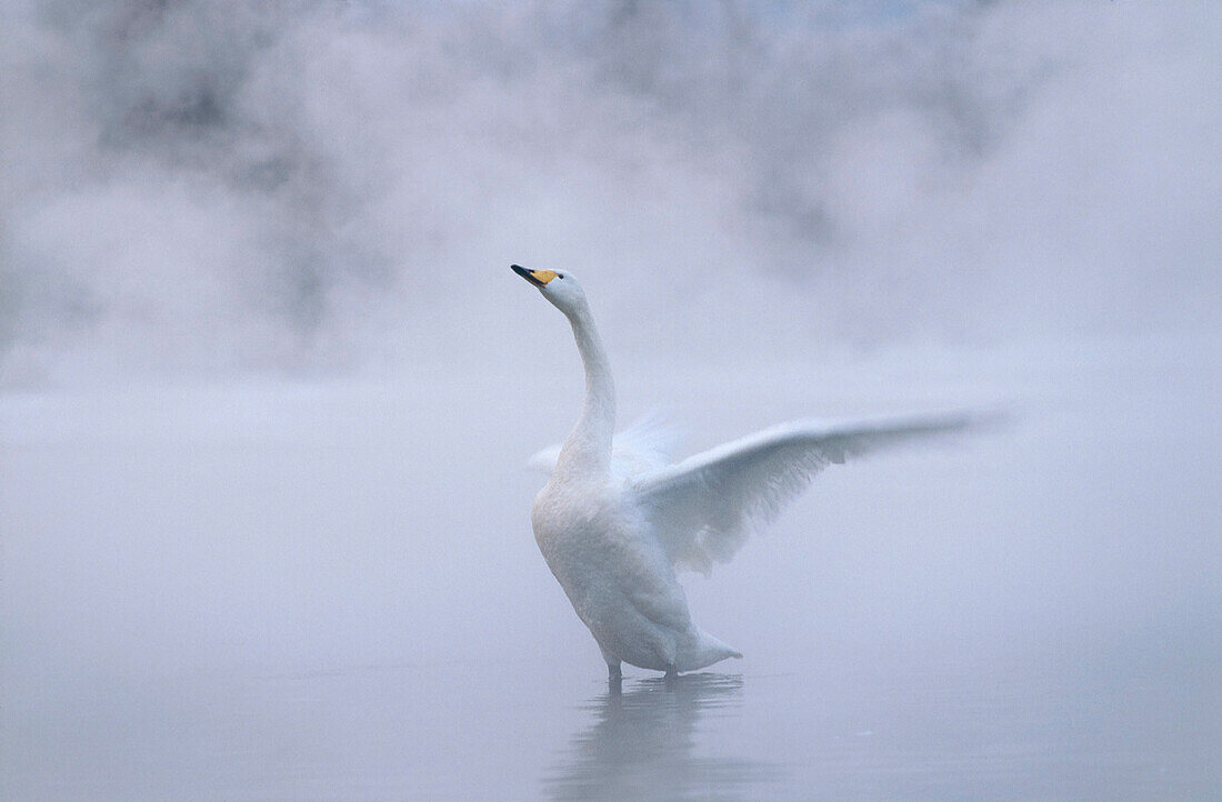 Whooper Swan opening wings, Cygnus cygnus, Hokkaido, Japan