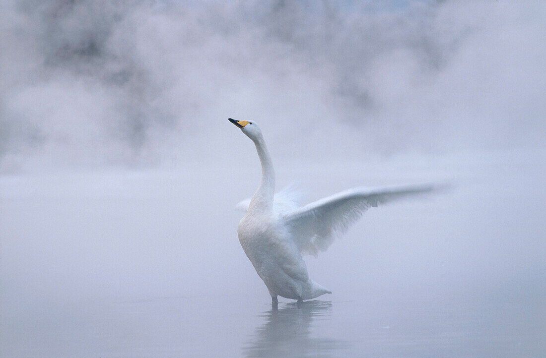 Whooper Swan opening wings, Cygnus … – License image – 70003325 lookphotos