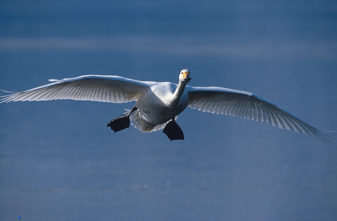 Singschwan Hokkaido, Japan