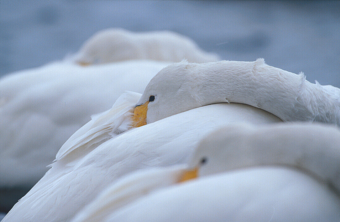 Singschwäne, Hokkaido, Japan