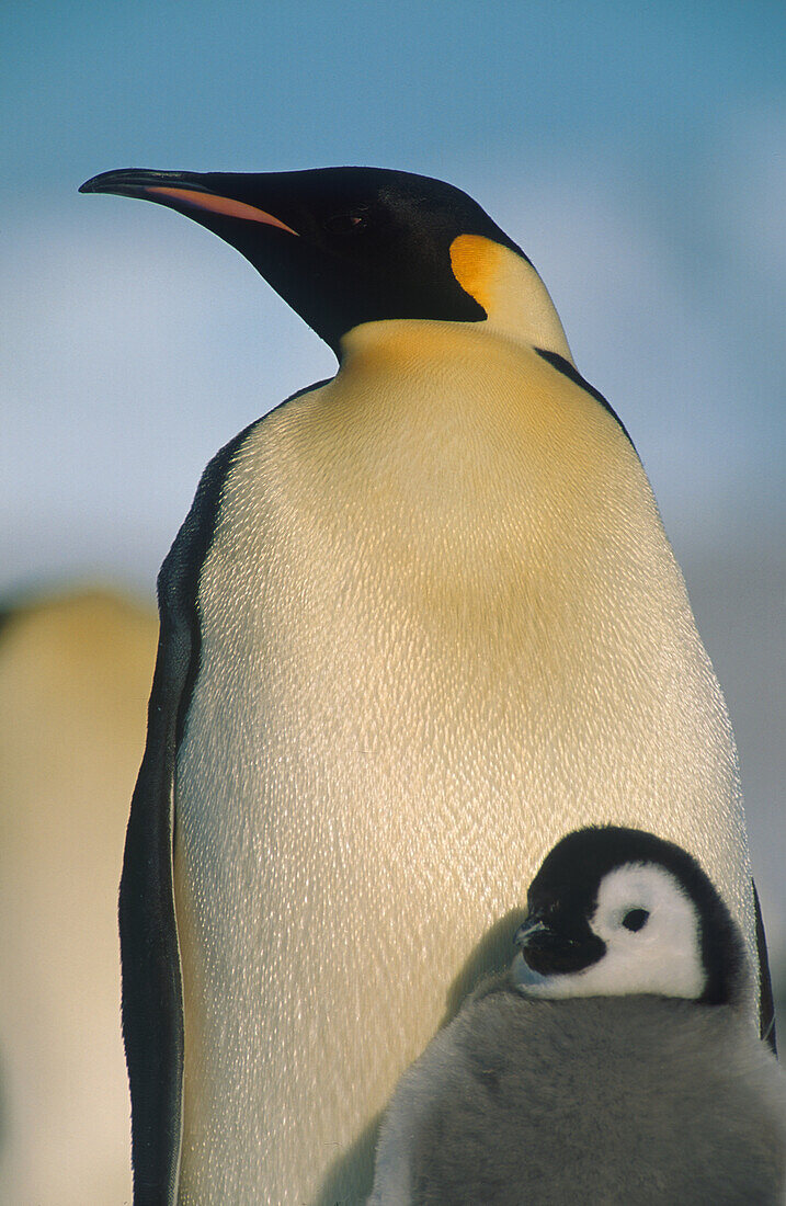 Kaiserpinguine mit Küke, Antarktis