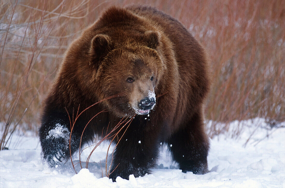 Kodiakbären im Winter, Ursus arctos middendorffi, Alaska